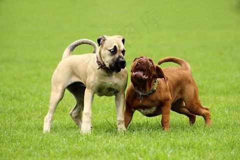 狗，大，Dogue De Bordeaux，Dog De Bordeaux
