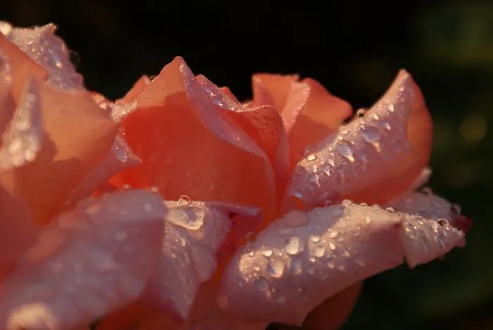 玫瑰，灌木，开花，花瓣，粉红色，自然