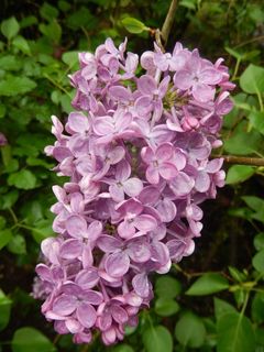 丁香，春天，大自然