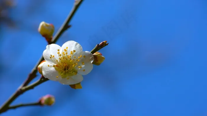 梅，百梅，春天的花朵，庄严，尊严