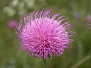 蓟，蓟花，高山植物区系，高山蓟