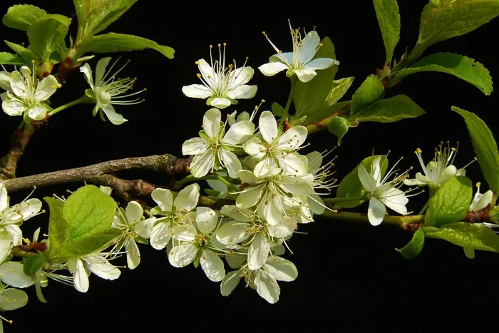 嫩枝，开花，春，开花，关闭