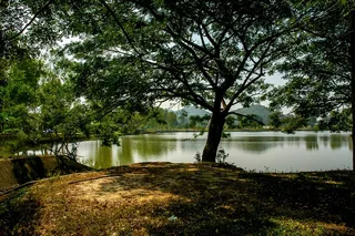 景观，湖泊，树木，银行