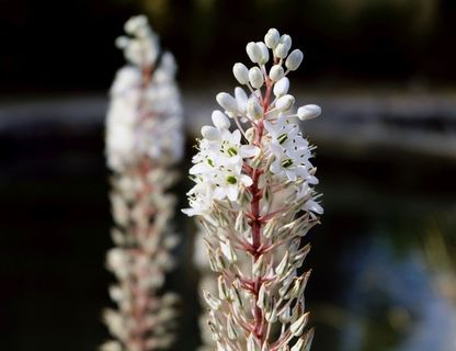 野花，夏天，关闭，白色，绿色，红色，白色