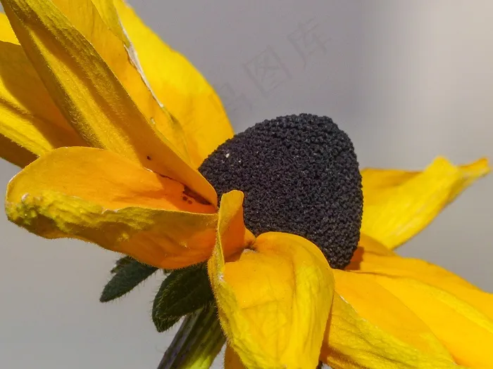 锥花，植物，性质，黄色，宏，特写