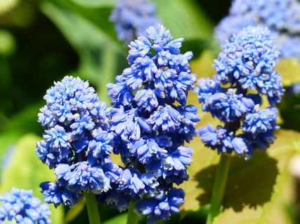 风信子，穆斯卡里，亚美尼亚，开花，花，花