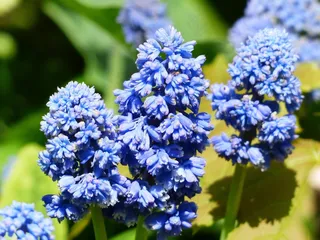 风信子，穆斯卡里，亚美尼亚，开花，花，花