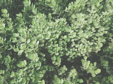 植物,叶子,植物群,植物学,绿色,增长,季节 植物,叶子,植物群,植物学,绿色,增长,季节