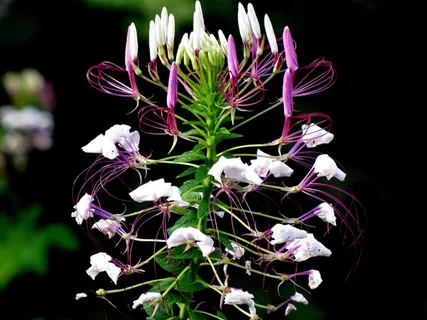 Cleome Hassleriana，蜘蛛花，蜘蛛植物，Cleome