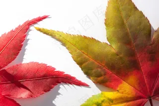 鸡爪枫，枫叶，叶子，赫斯特