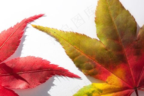 鸡爪枫,枫叶,叶子,赫斯特 鸡爪枫,枫叶,叶子,赫斯特