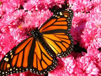 副王蛱蝶,斑蝶,虫子,雨伞,屏幕截图,友谊