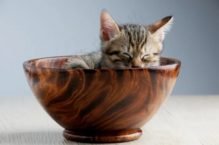 宠物，猫，熟食，打ze睡，猫碗