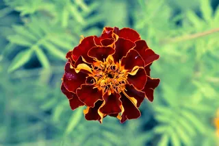 万寿菊，花，勃艮第，绿色，性质，植物