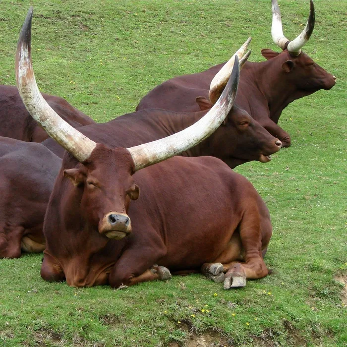 牛，Ankole Watusi，牛，非洲，牲畜
