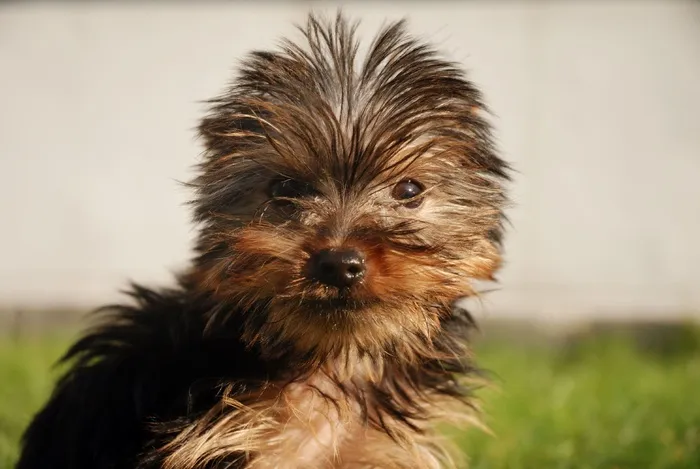 约克夏犬，狗，犬，小狗，可爱，宠物