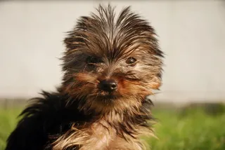 约克夏犬，狗，犬，小狗，可爱，宠物