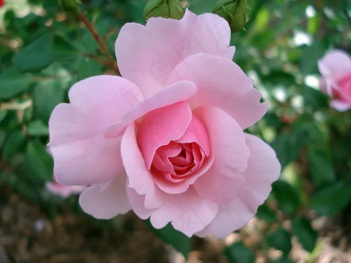 玫瑰，蔷薇科，花，粉红色，花园，盛开，棘手