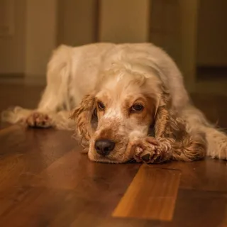 狗,可卡犬,可卡犬,宠物,西班牙猎狗 狗,可卡犬,可卡犬,宠物,西班牙猎狗