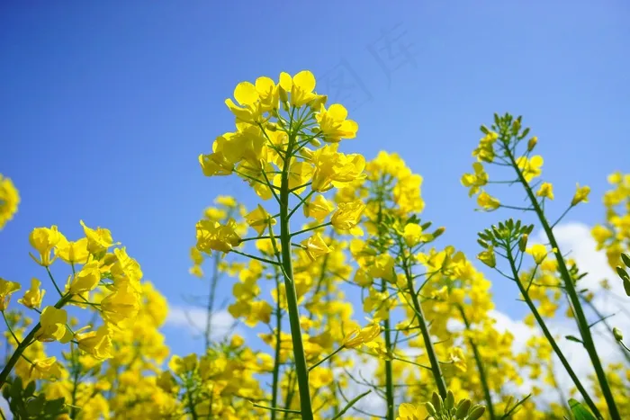 油菜花，花序，油菜，黄色