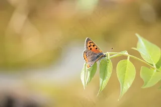 蝴蝶，Lycaena la，福岛