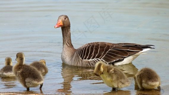 鹅，水禽，灰鹅，野鸟，小鸡