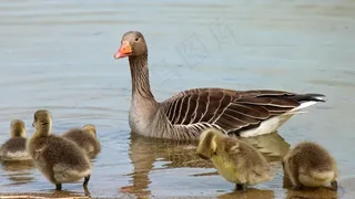 鹅，水禽，灰鹅，野鸟，小鸡