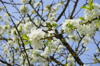 樱花，分支机构，白，鲜花，树