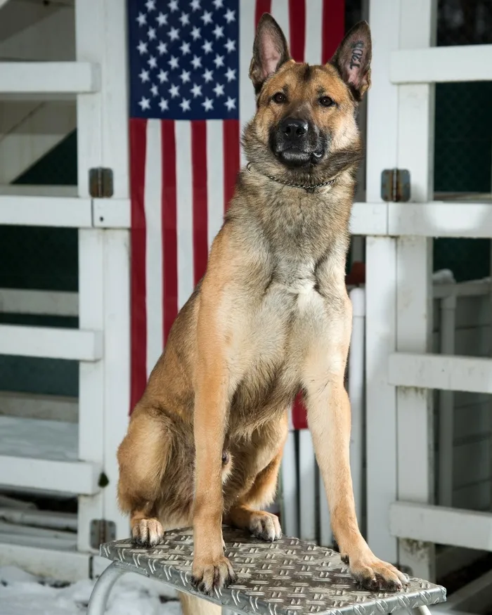 德国牧羊犬，狗，军事，犬，肖像