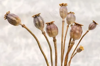 罂粟，罂粟胶囊，干