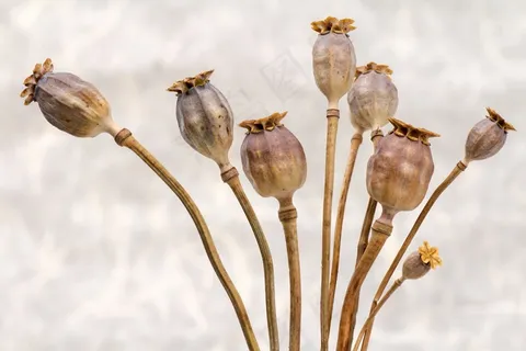 罂粟,罂粟胶囊,干 罂粟,罂粟胶囊,干