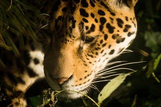 美洲虎，猫，猫的，豹，豹，捕食者，头