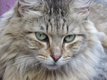 猫，头，脸，宏，特写，寻找，国内