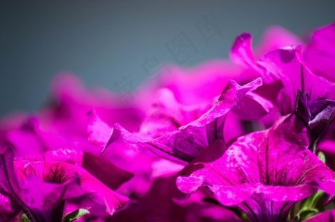 鲜花，花瓣，绿色，植物，植物区系，美