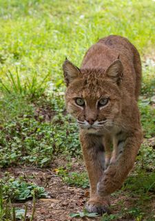 山猫，野生动物，自然，野生，捕食者，户外