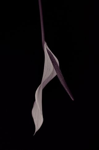 红掌，花，开花，紫色