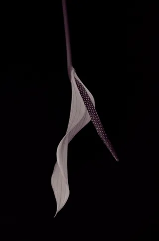 红掌，花，开花，紫色