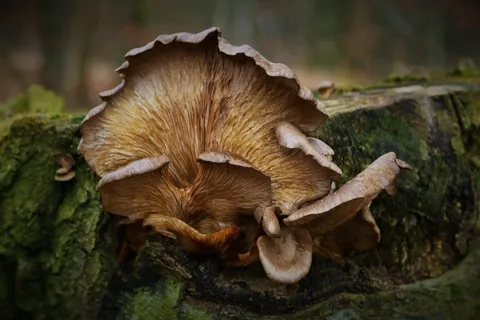 树，蘑菇，性质，层状，蘑菇在树上