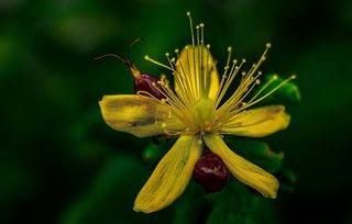 香烟花，开花，芽，花，关闭