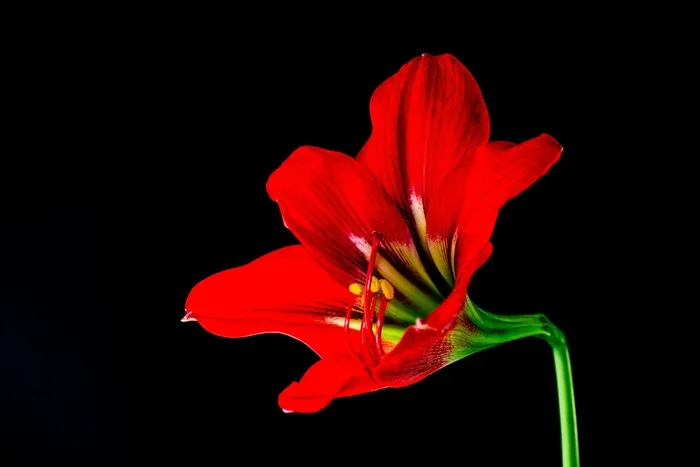 开花，花，红色