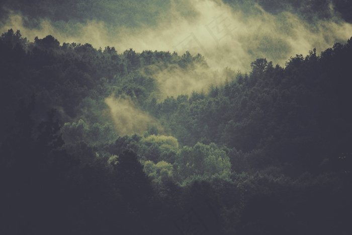 森林，树木，雾，云，雾，自然，环境