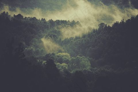 森林，树木，雾，云，雾，自然，环境