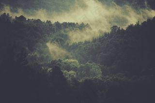 森林，树木，雾，云，雾，自然，环境