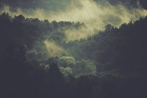 森林,树木,雾,云,雾,自然,环境 森林,树木,雾,云,雾,自然,环境