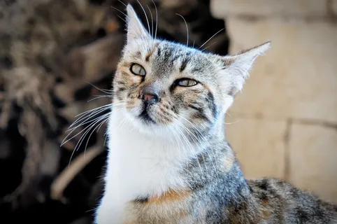 猫,动物,好奇 猫,动物,好奇