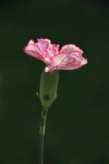 康乃馨,粉红色,花,植物,鲜花,白 康乃馨,粉红色,花,植物,鲜花,白