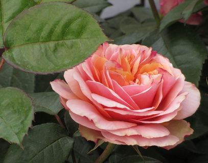 玫瑰，粉红玫瑰，花，玫瑰绽放，花园玫瑰