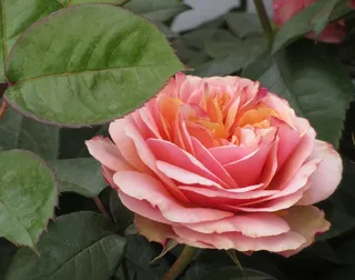 玫瑰，粉红玫瑰，花，玫瑰绽放，花园玫瑰