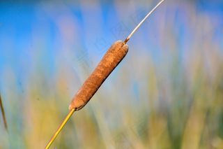里德，堪培拉，澳大利亚，植物，自然，植物