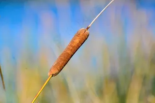 里德，堪培拉，澳大利亚，植物，自然，植物